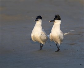 Courtship display of Sandwich terns (Thalasseus sandvicensis) at the ocean beach