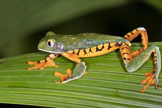 Tiger-leg monkey tree frog (Phyllomedusa tomopterna) climbing plants at night