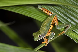 Tiger-leg monkey tree frog (Phyllomedusa tomopterna) climbing plants at night
