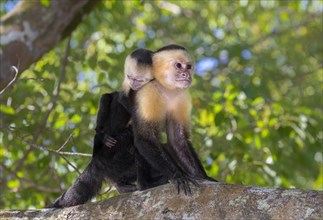 White-headed capuchin (Cebus imitator)