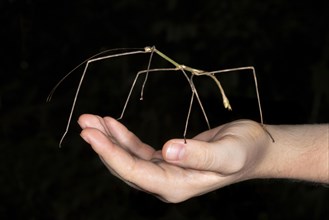 Giant walking stick insect (Phasmatodea) on a human hand