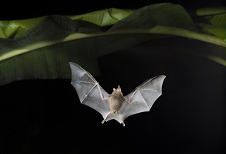 Seba's short-tailed fruit bat (Carollia perspicillata) flying at night in banana plantation