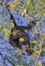 Mantled howler monkey (Alouatta palliata) hanging in a tree and eating young leaves and flowers in the canopy of rain forest