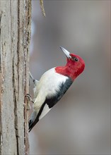 Red-headed woodpecker (Melanerpes erythrocephalus)
