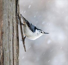 White-breasted nuthatch (Sitta carolinensis) on tree trunk under snowfall