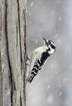 Downy woodpecker (Dryobates pubescens) male feeding on tree trunk under snowfall