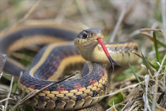 Common garter snake (Thamnophis sirtalis) with tongue out