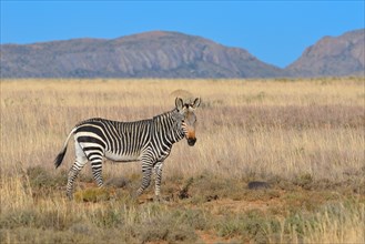 Cape Mountain Zebra (Equus zebra zebra)