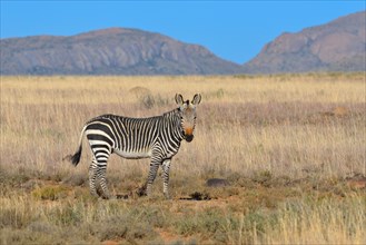 Cape Mountain Zebra (Equus zebra zebra)