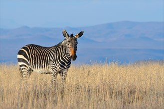 Cape Mountain Zebra (Equus zebra zebra)