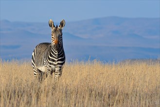 Cape Mountain Zebra (Equus zebra zebra)