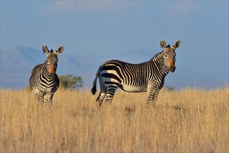 Cape Mountain Zebras (Equus zebra zebra)