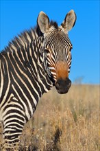 Cape Mountain Zebra (Equus zebra zebra)