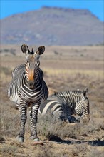 Cape Mountain Zebras (Equus zebra zebra)