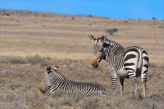 Cape Mountain Zebras (Equus zebra zebra)