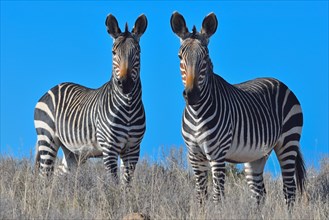 Cape Mountain Zebras (Equus zebra zebra)