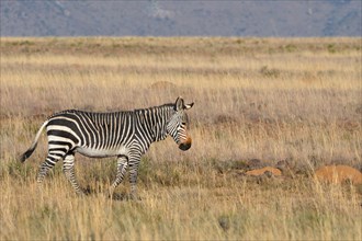 Cape Mountain Zebra (Equus zebra zebra)