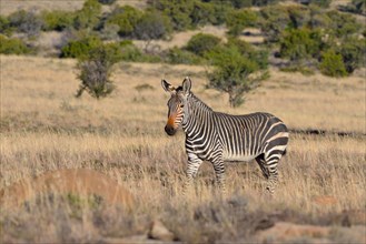 Cape Mountain Zebra (Equus zebra zebra)