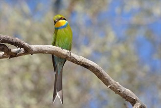 Swallow-tailed bee-eater (Merops hirundineus)