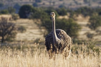 South African ostrich (Struthio camelus australis)