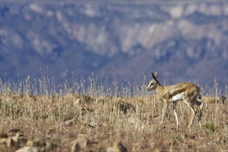 Springbok (Antidorcas marsupialis)