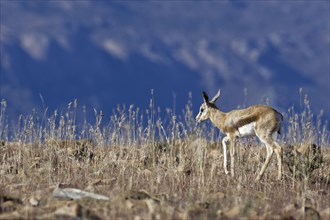 Springbok (Antidorcas marsupialis)