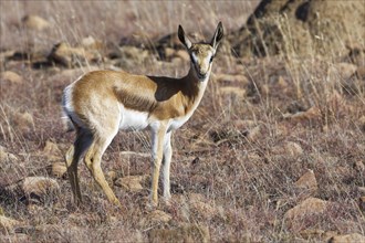 Springbok (Antidorcas marsupialis)