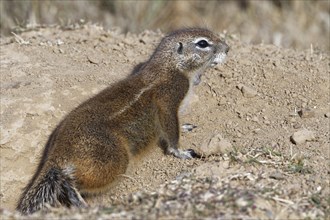 Cape ground squirrel (Xerus inauris)