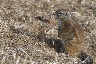 Cape ground squirrel (Xerus inauris)