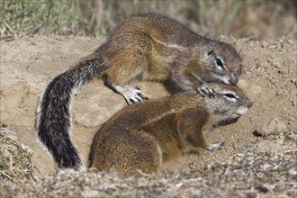 Cape ground squirrels (Xerus inauris)