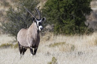 Gemsbok (Oryx gazella)