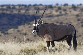 Gemsbok (Oryx gazella)