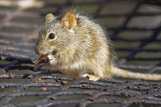 Four-striped grass mouse (Rhabdomys pumilio)