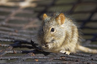 Four-striped grass mouse (Rhabdomys pumilio)