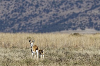 Springboks (Antidorcas marsupialis)