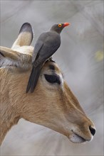 Red-billed oxpecker (Buphagus erythrorhynchus)