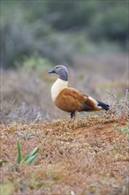 South African shelduck (Tadorna cana)