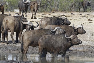 African buffaloes (Syncerus caffer)