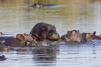 Hippopotamuses (Hippopotamus amphibius)