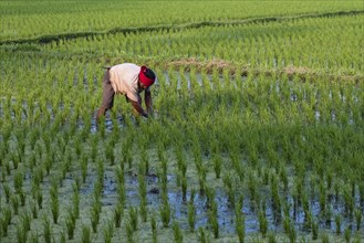 Rice farmer at work in the rice field