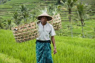 Rice farmer in the rice terraces of Jatiluwih