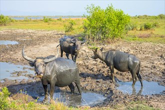 Water buffalos (Bubalus arnee) in mud