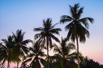 Palm trees at sunset