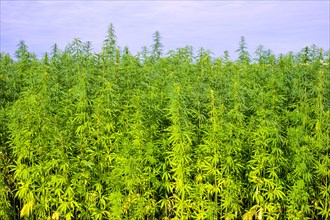 Field of Hemp