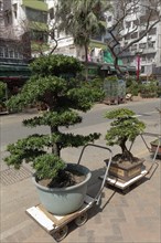 Bonsai trees for sale
