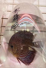 Ornamental fish for sale