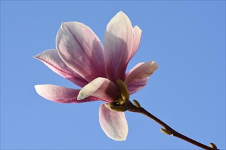 Magnolia blossom in front of blue sky
