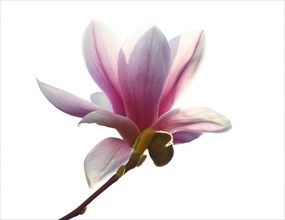 Magnolia blossom in front of white background
