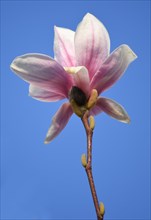 Magnolia blossom in front of blue sky