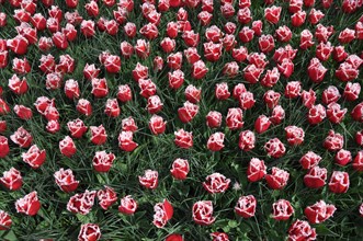 Fringed red-white tulip Queensland (Tulipa) in Keukenhof park